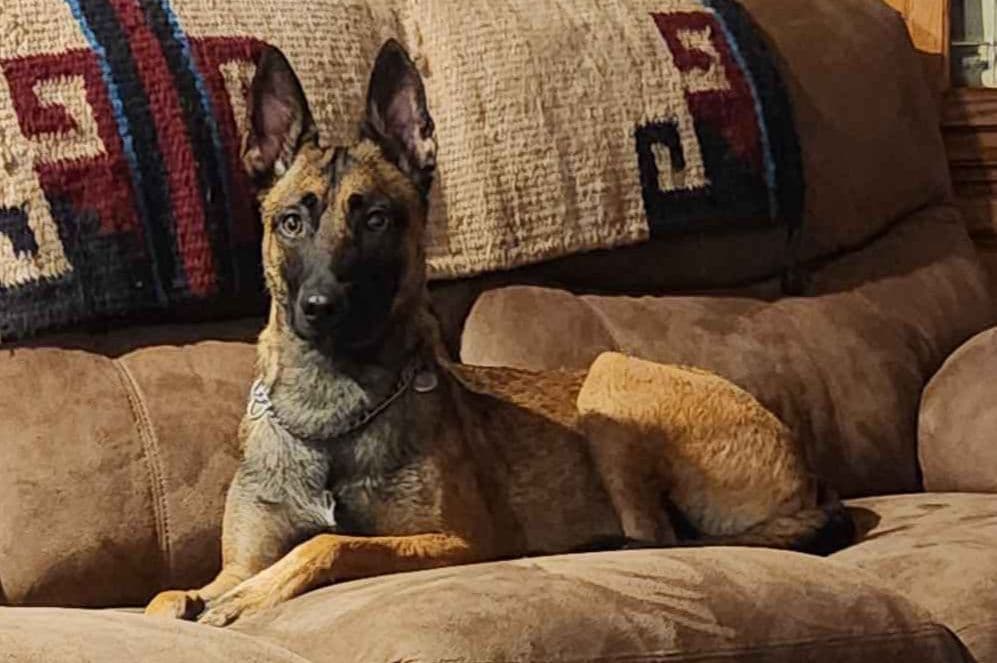 Belgian Malinois Puppies breeder image 2