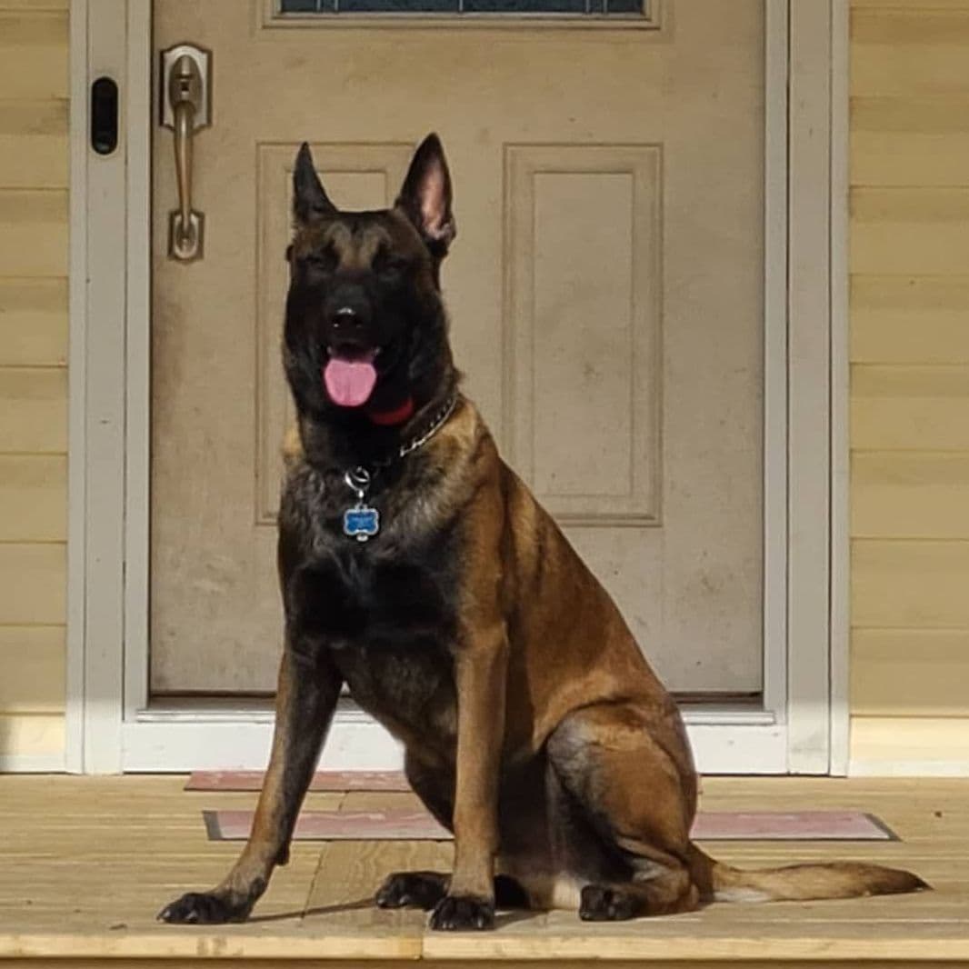 Belgian Malinois Puppies breeder image 1