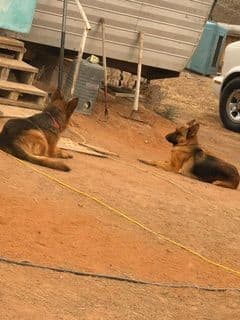 German Shepherd Dog Puppies breeder image 1