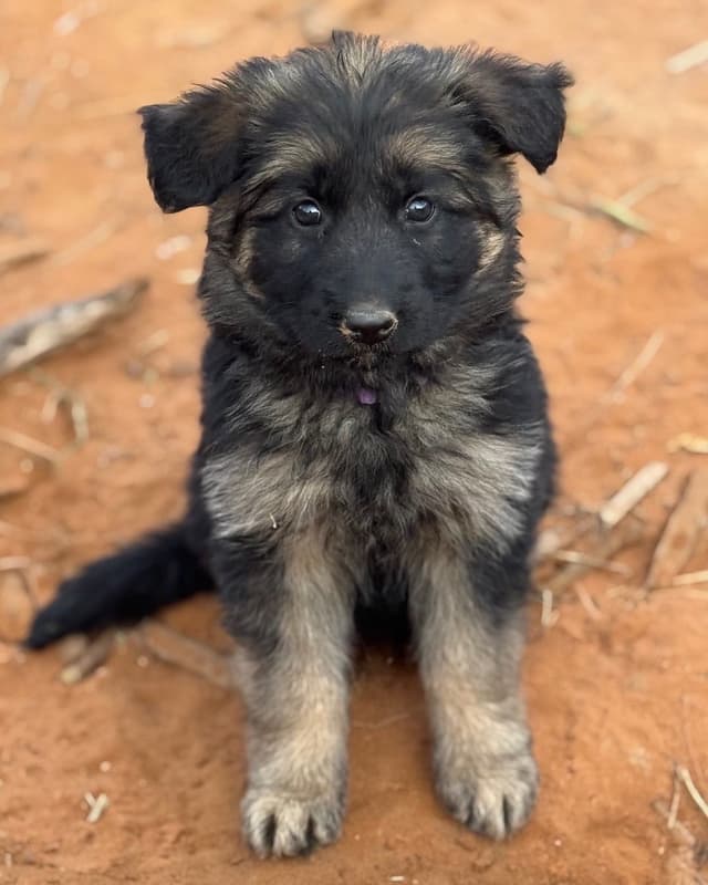German Shepherd Dog Puppies media 2