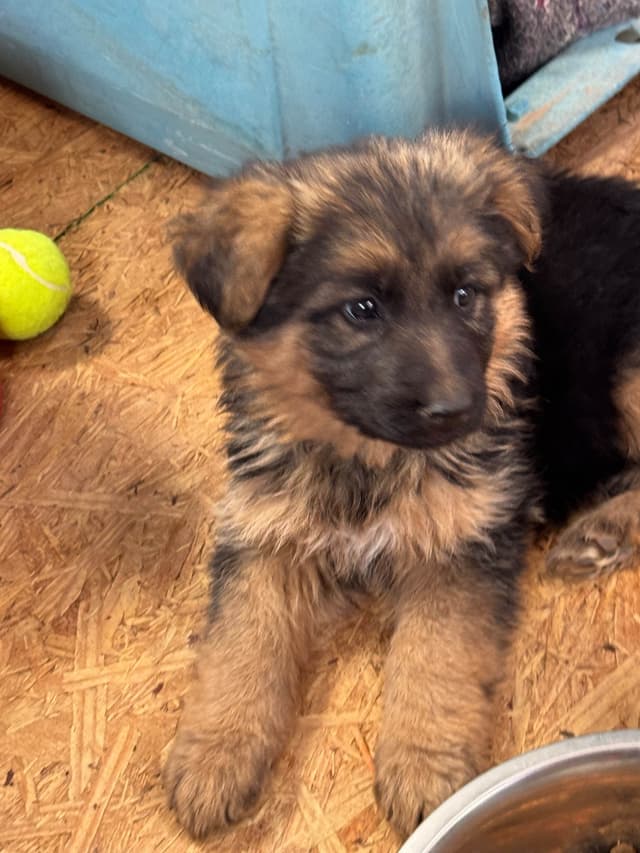 German Shepherd Dog Puppies media 3