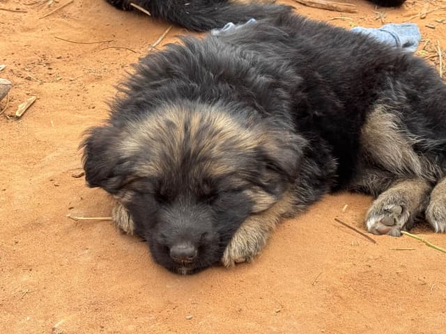 German Shepherd Dog Puppies media 4
