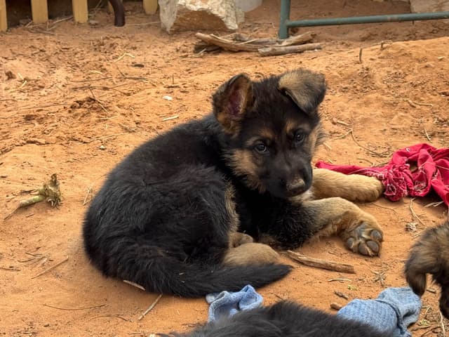German Shepherd Dog Puppies media 5