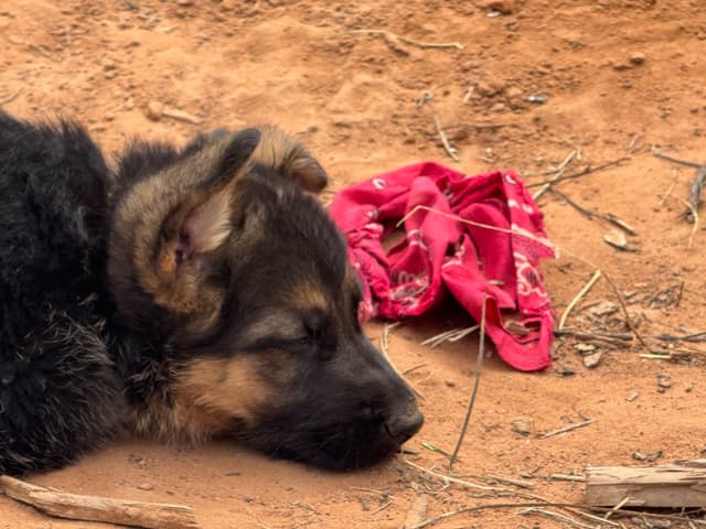 German Shepherd Dog Puppies media 6