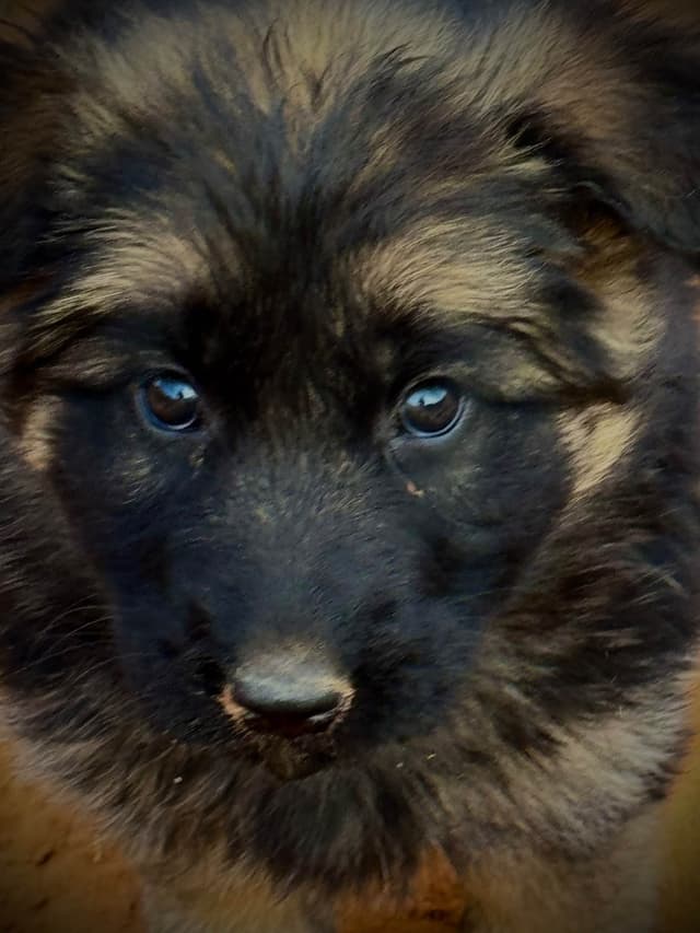 German Shepherd Dog Puppies media 7