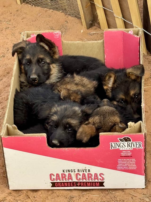 German Shepherd Dog Puppies media 8