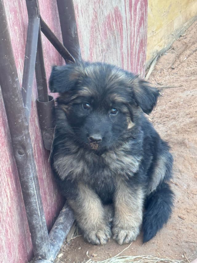 German Shepherd Dog Puppies media 9