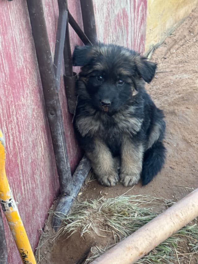 German Shepherd Dog Puppies media 10