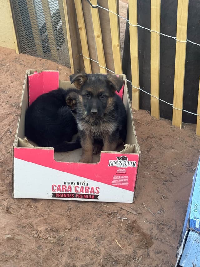 German Shepherd Dog Puppies media 12