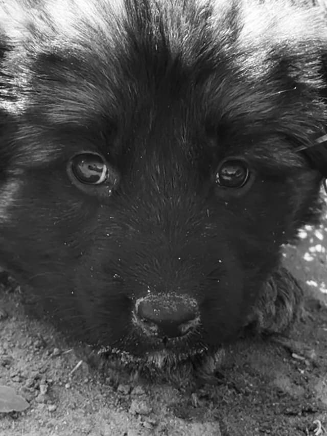 German Shepherd Dog Puppies media 13