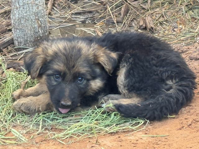 German Shepherd Dog Puppies media 14