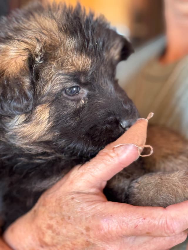 German Shepherd Dog Puppies media 15