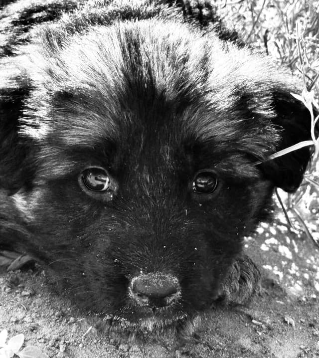 German Shepherd Dog Puppies media 16