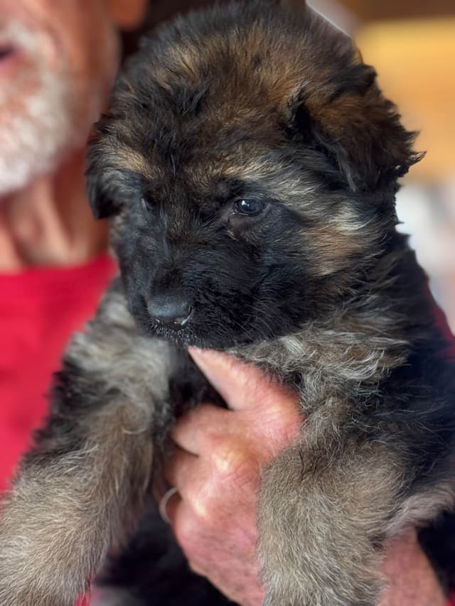German Shepherd Dog Puppies media 17