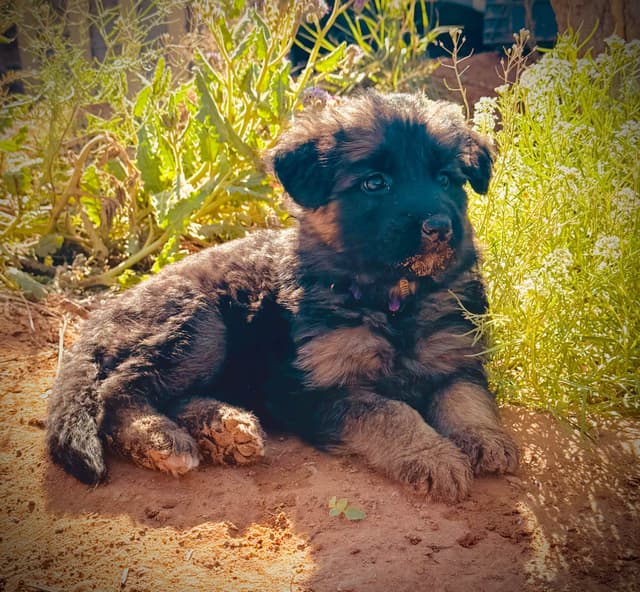 German Shepherd Dog Puppies media 18