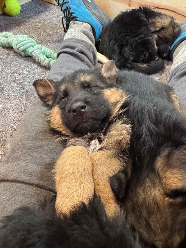 German Shepherd Dog Puppies media 19