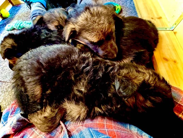 German Shepherd Dog Puppies media 20