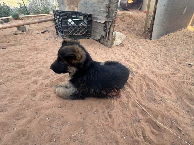 German Shepherd Dog Puppies media 21