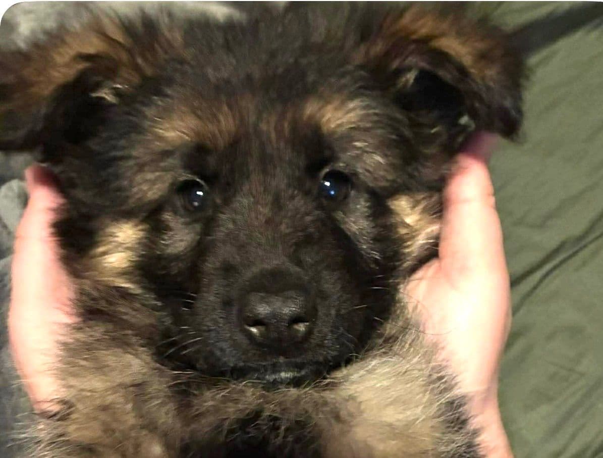 German Shepherd Dog Puppies breeder image 4