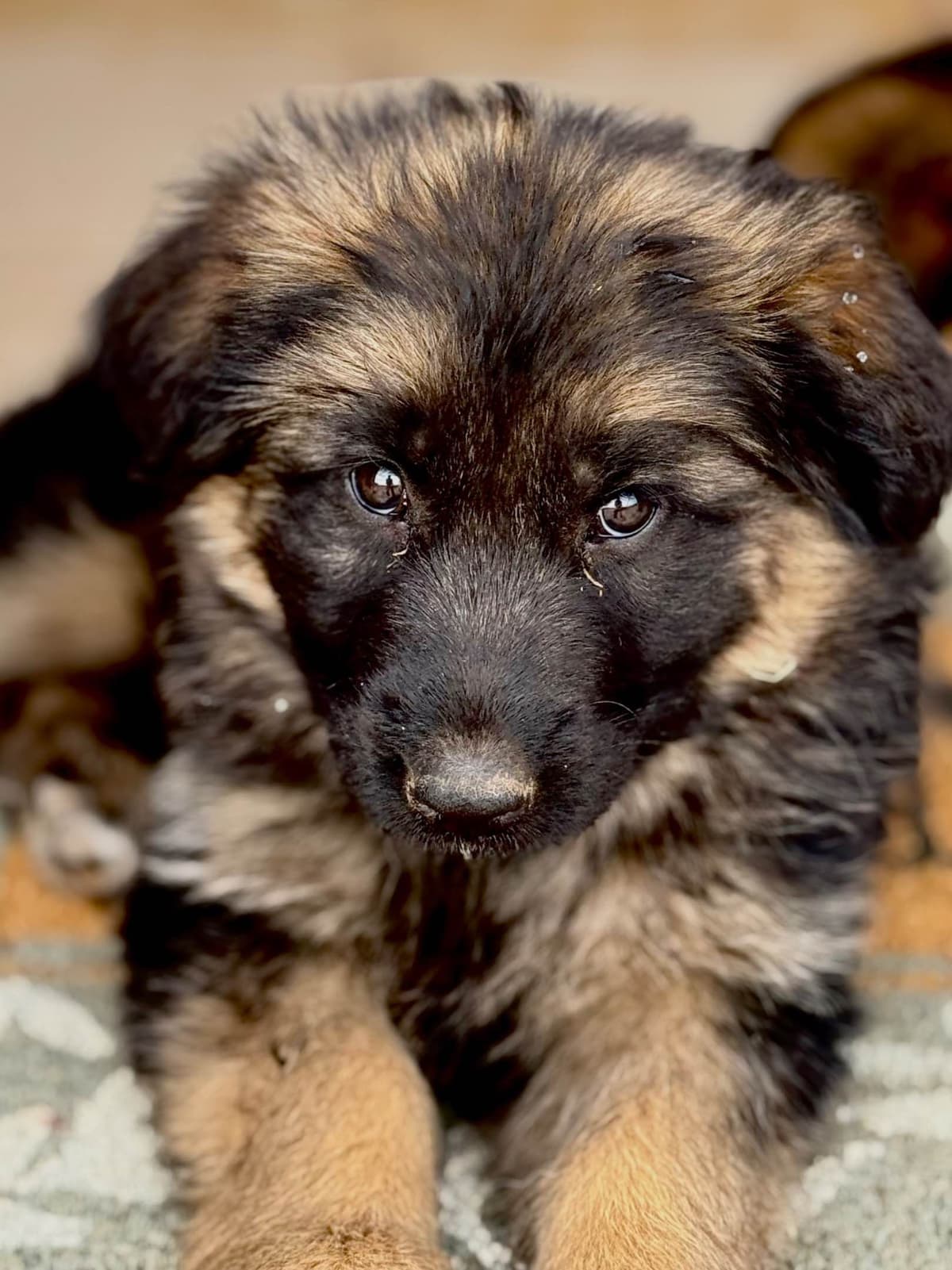 German Shepherd Dog Puppies breeder image 5