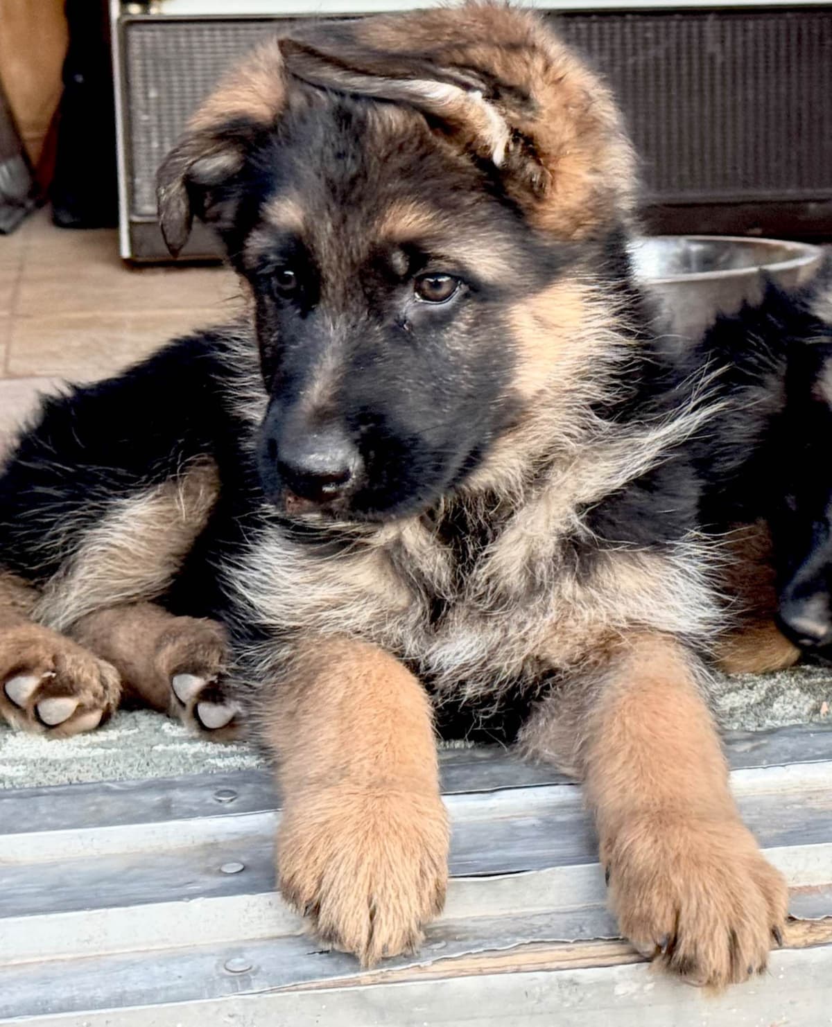 German Shepherd Dog Puppies breeder image 6