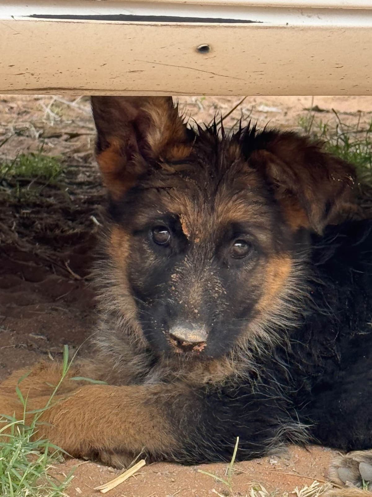 German Shepherd Dog Puppies breeder image 8