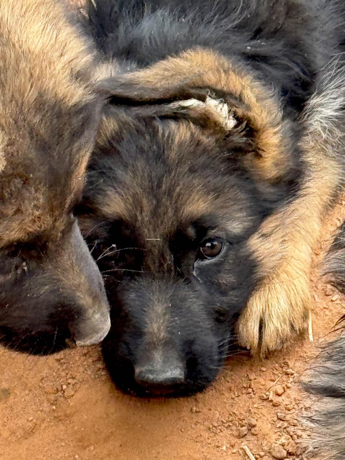 German Shepherd Dog Puppies breeder image 7