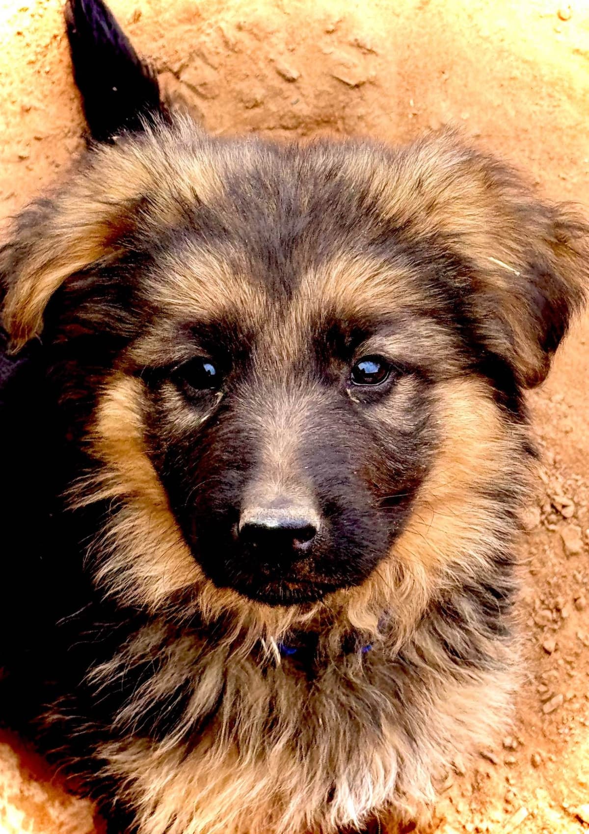 German Shepherd Dog Puppies breeder image 9