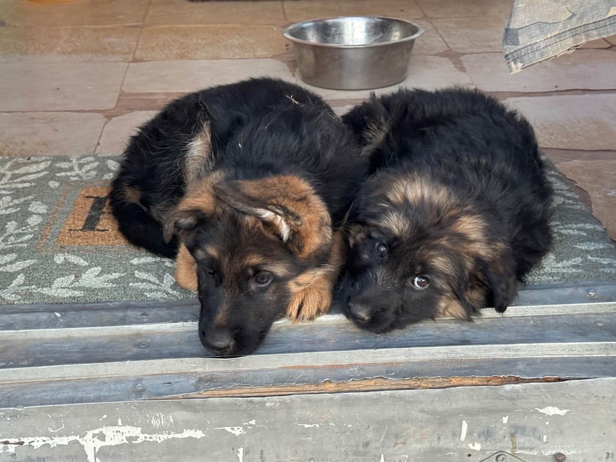 German Shepherd Dog Puppies breeder image 10