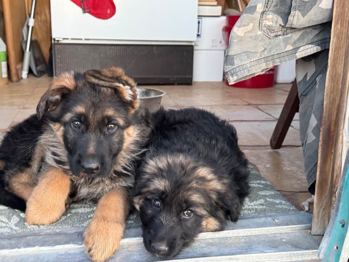 German Shepherd Dog Puppies breeder image 11