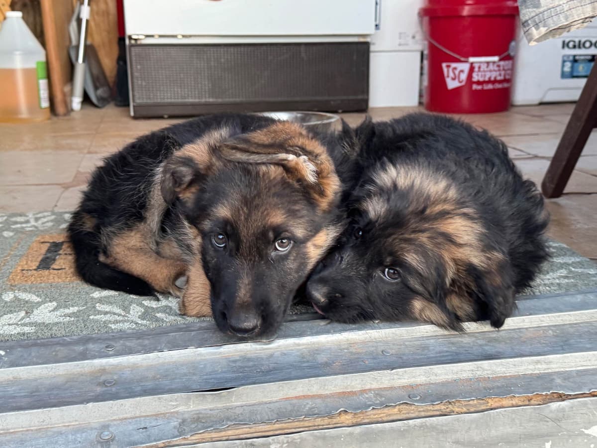 German Shepherd Dog Puppies breeder image 12
