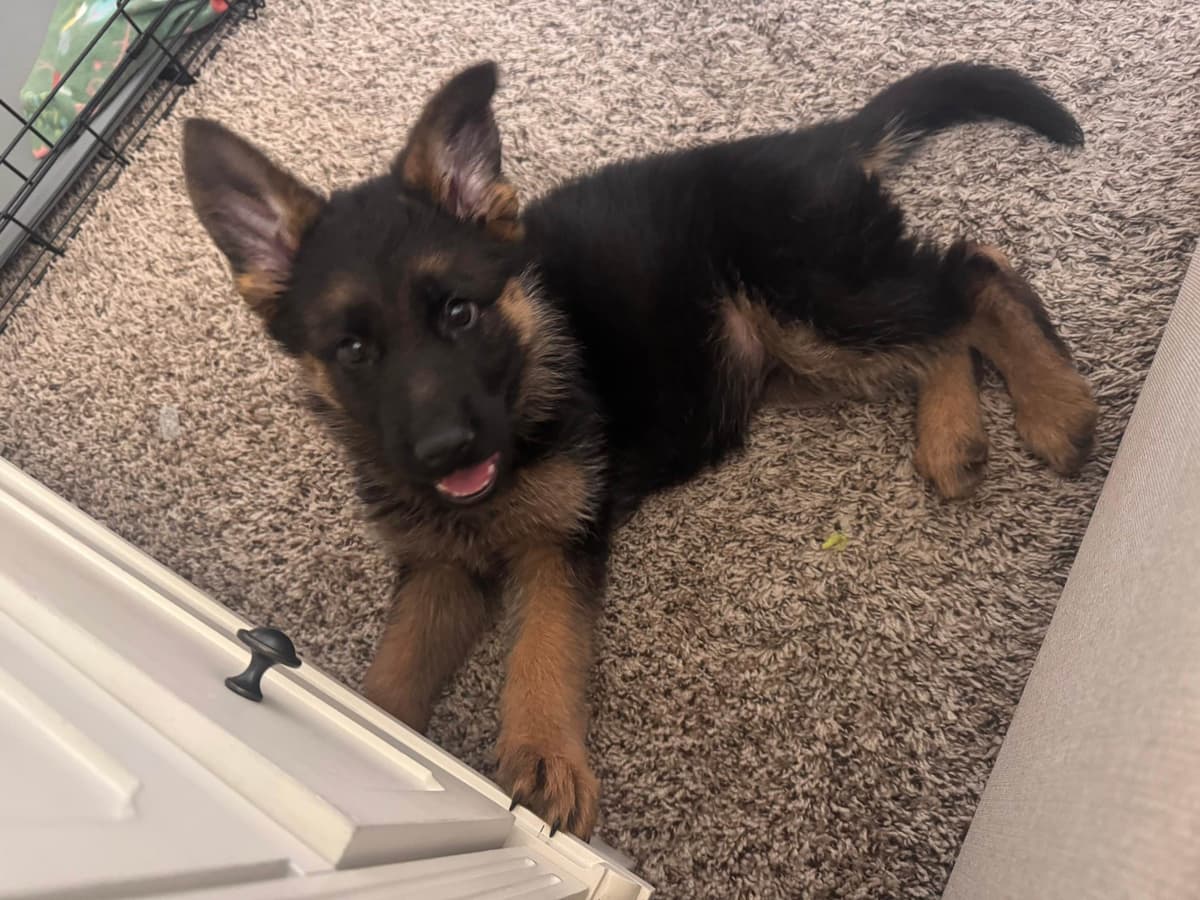 German Shepherd Dog Puppies breeder image 13