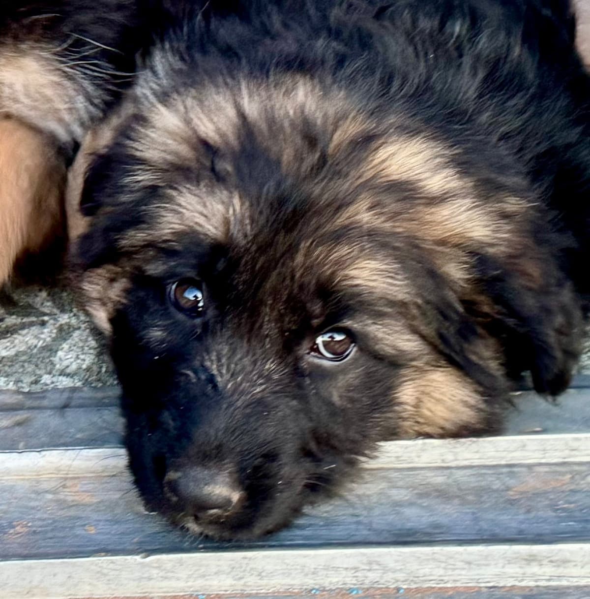 German Shepherd Dog Puppies breeder image 14
