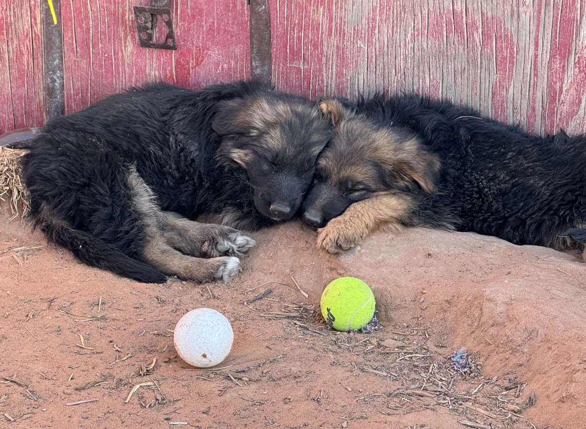German Shepherd Dog Puppies breeder image 15
