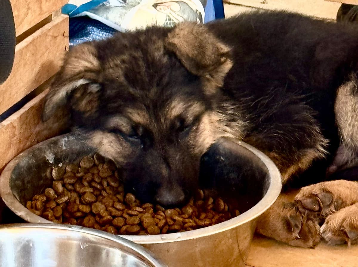 German Shepherd Dog Puppies breeder image 16