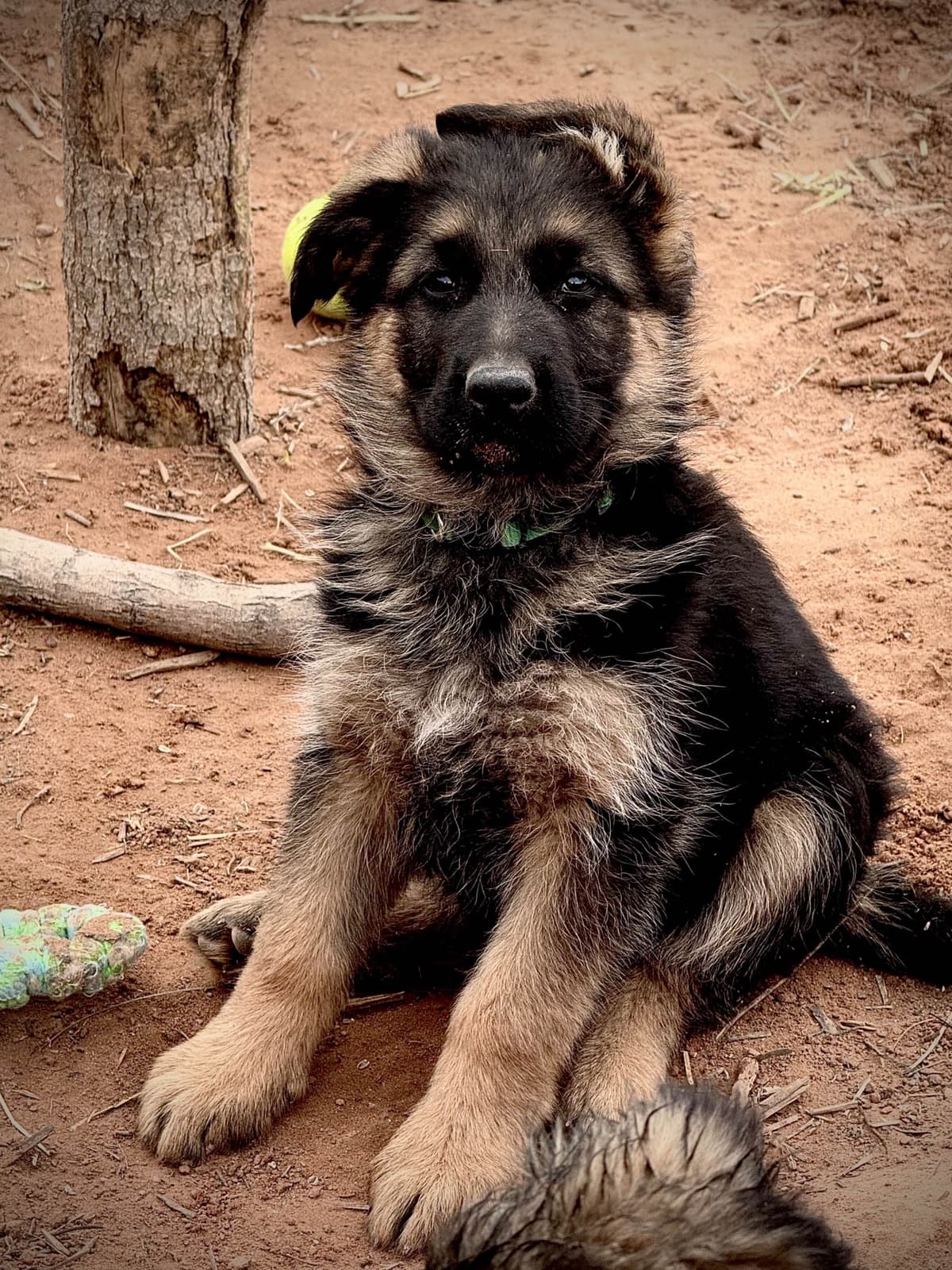 German Shepherd Dog Puppies breeder image 17