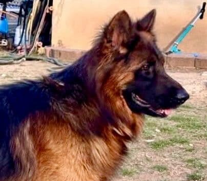 German Shepherd Dog Puppies breeder image 18