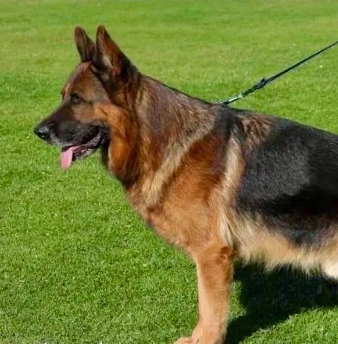 German Shepherd Dog Puppies breeder image 19