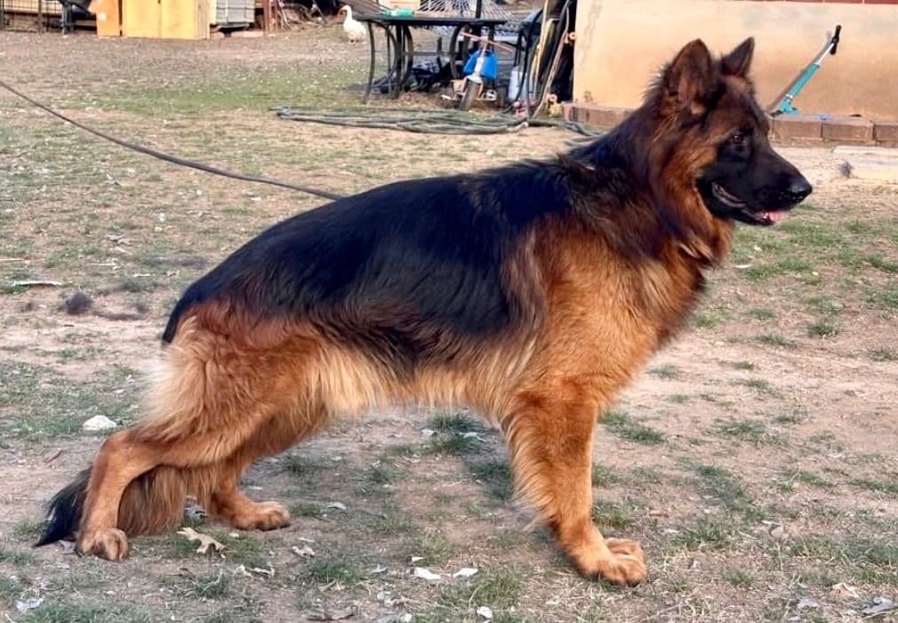 German Shepherd Dog Puppies breeder image 20