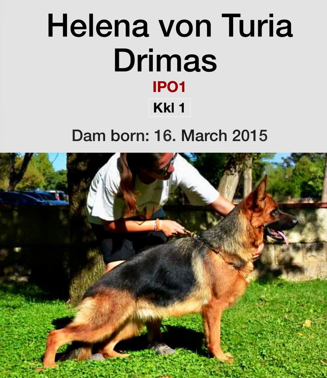 German Shepherd Dog Puppies breeder image 21