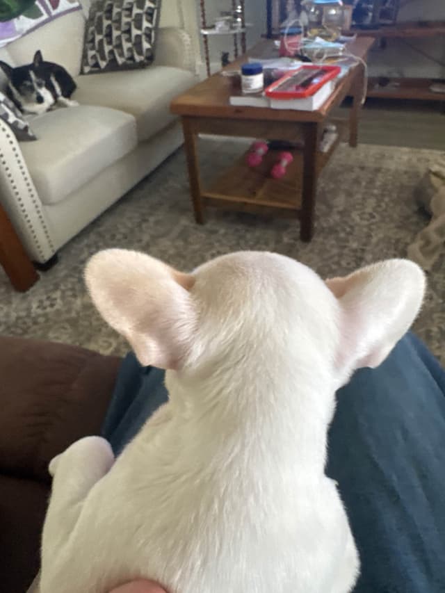 French Bulldog Puppies media 2