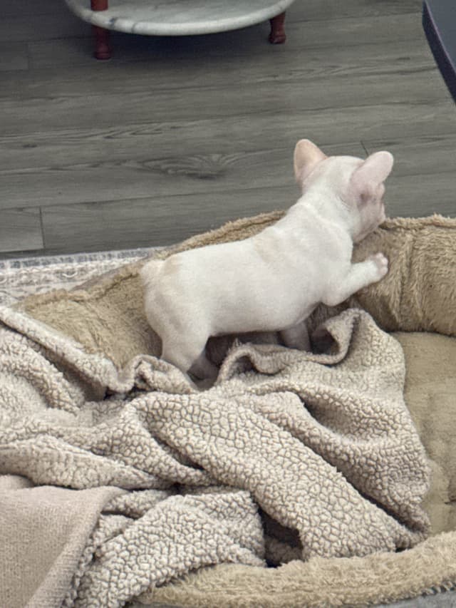 French Bulldog Puppies media 4