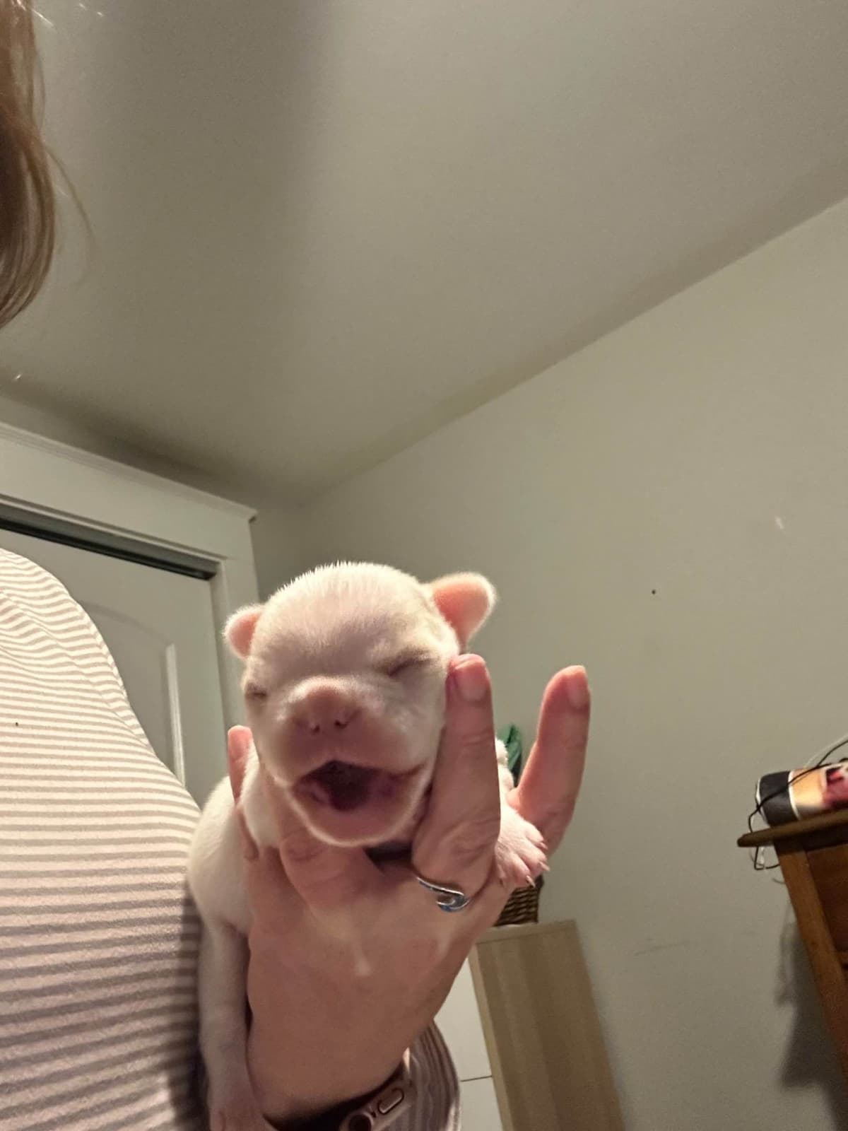 French Bulldog Puppies breeder image 3