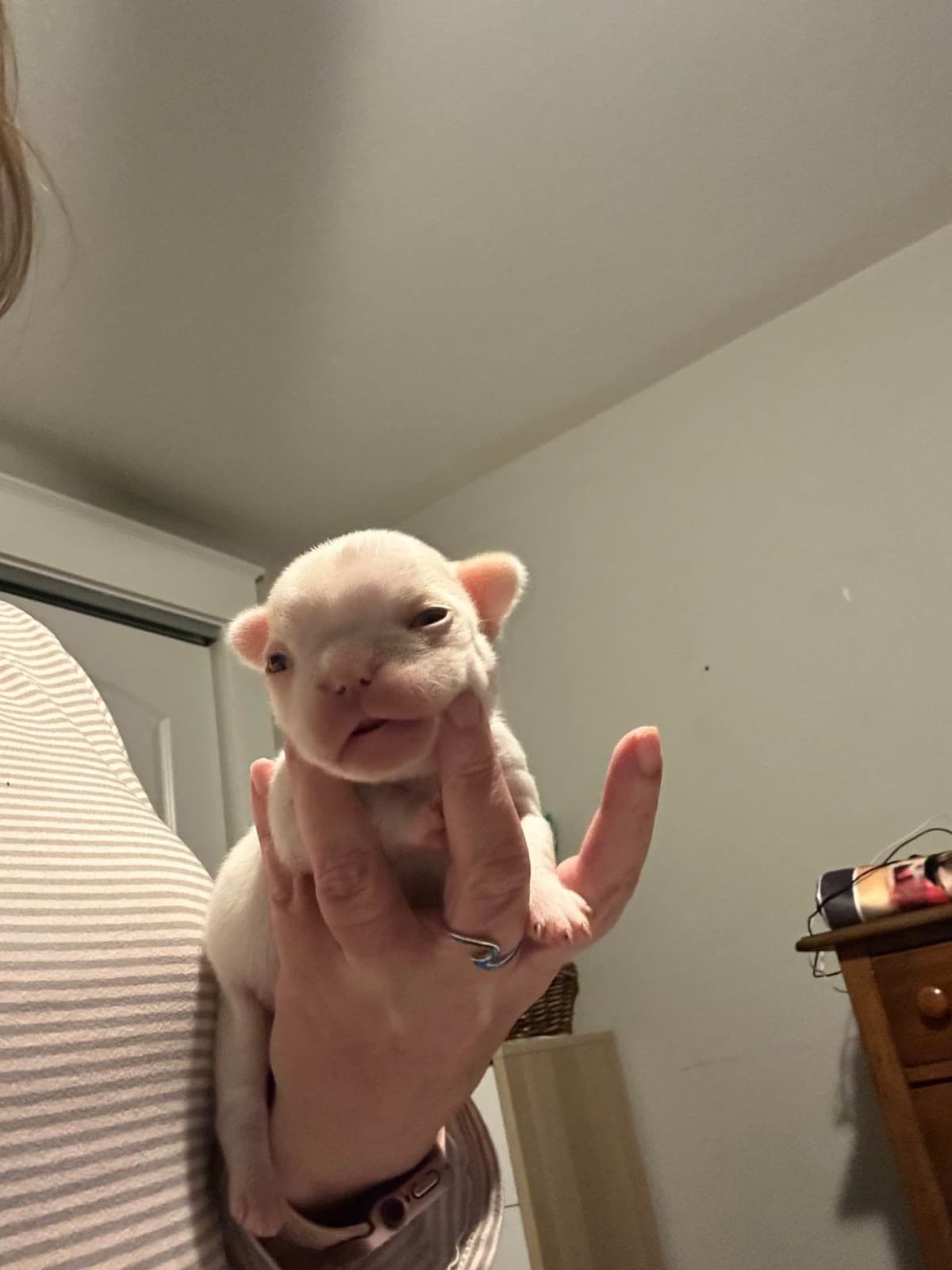 French Bulldog Puppies breeder image 4