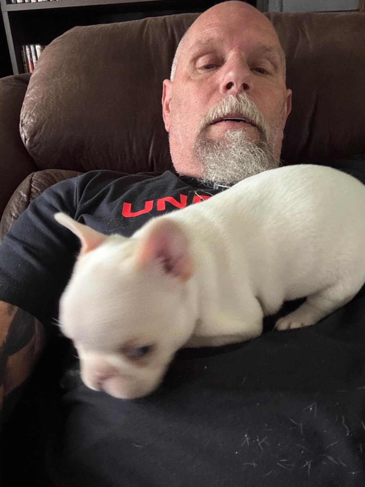French Bulldog Puppies breeder image 5