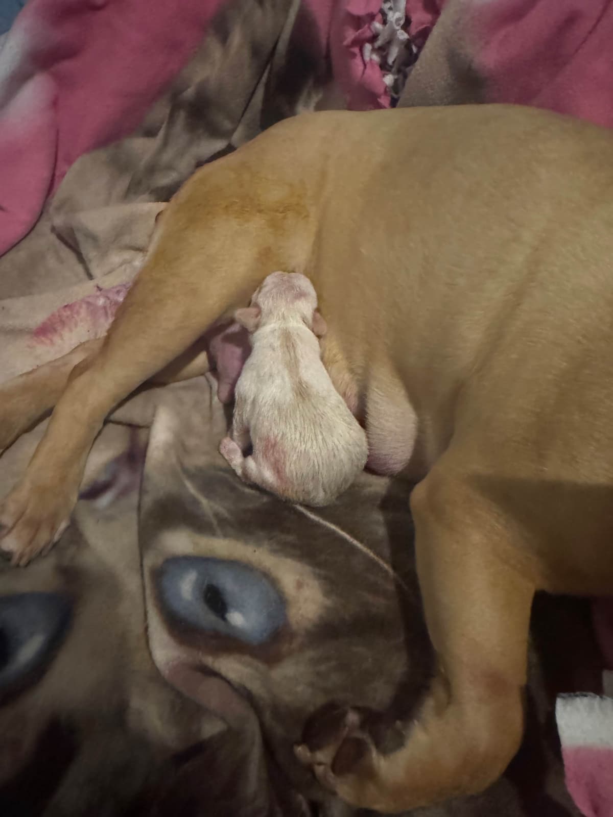French Bulldog Puppies breeder image 6