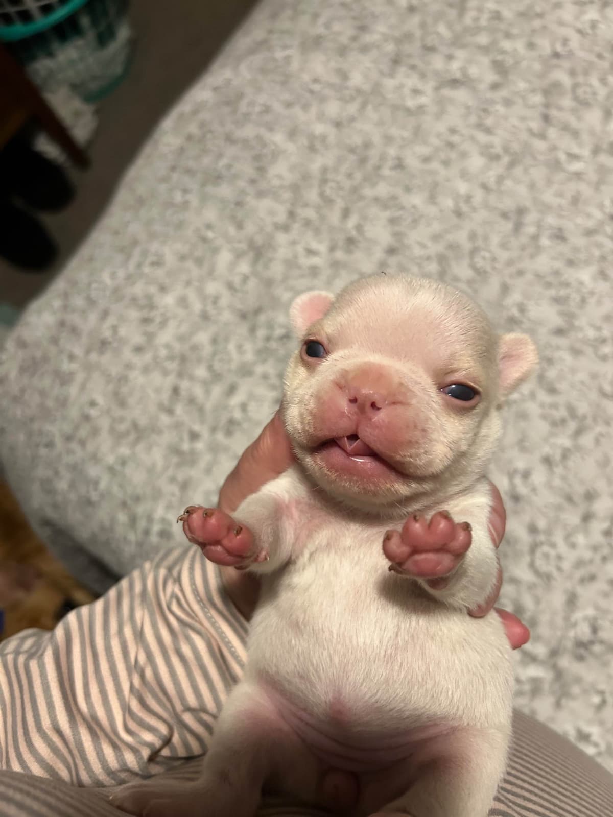 French Bulldog Puppies breeder image 7
