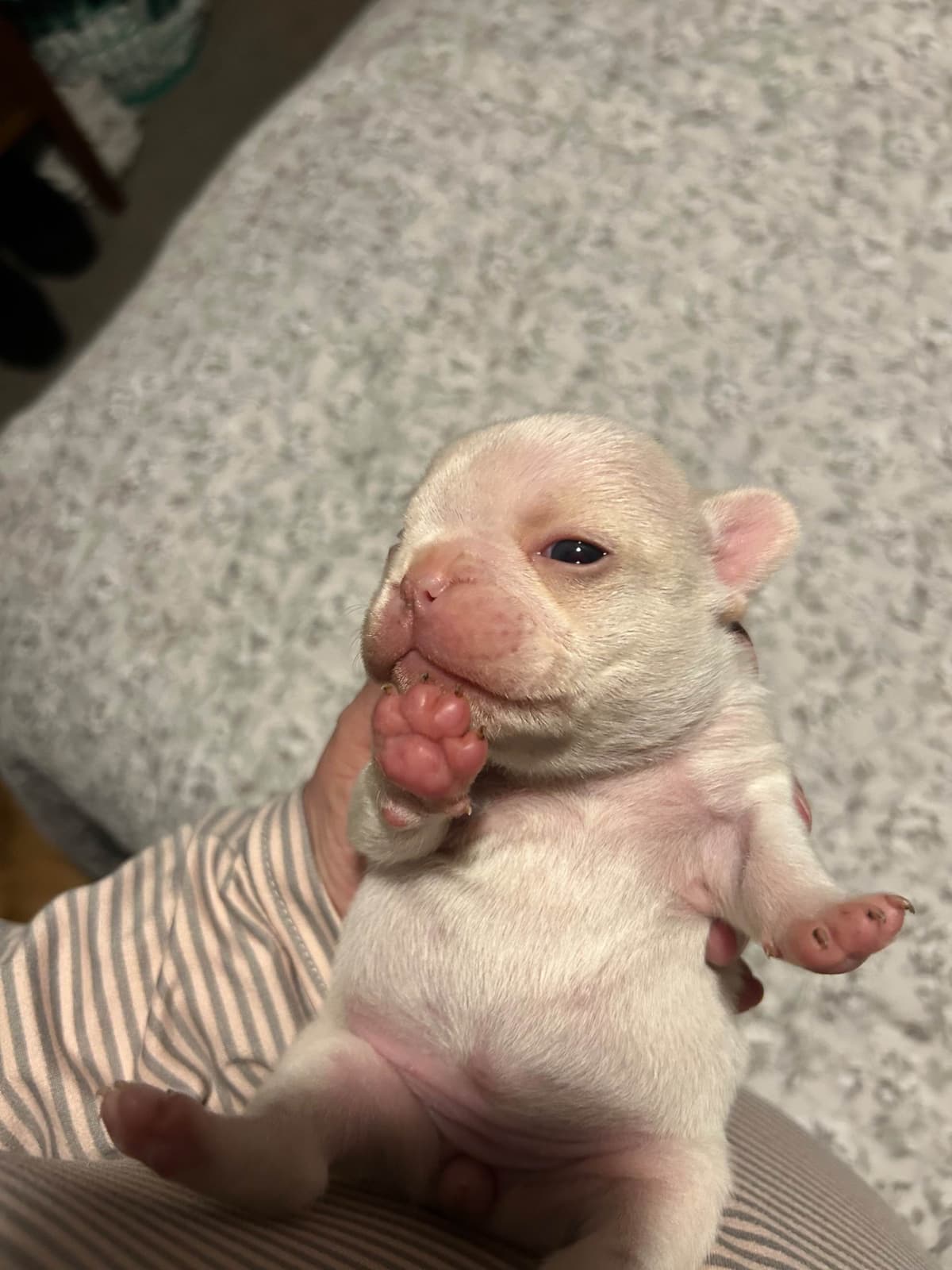 French Bulldog Puppies breeder image 8