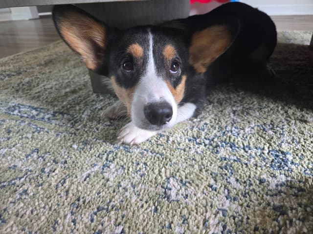 Pembroke Welsh Corgi BREEDING PAIR! media 2