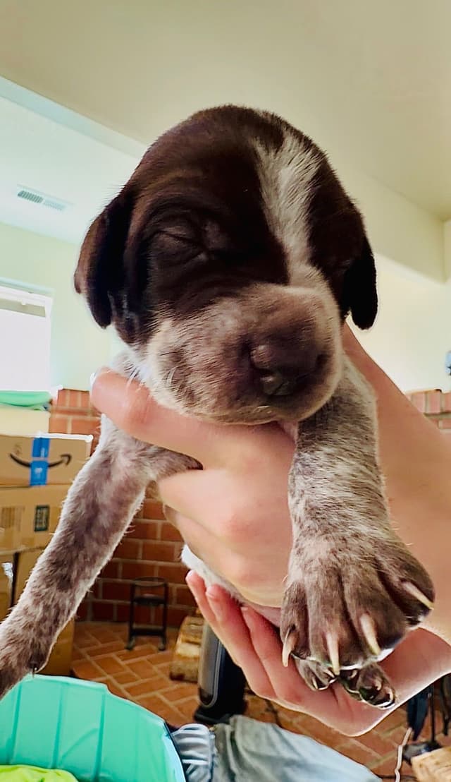 German Shorthaired Pointer Puppies media 2